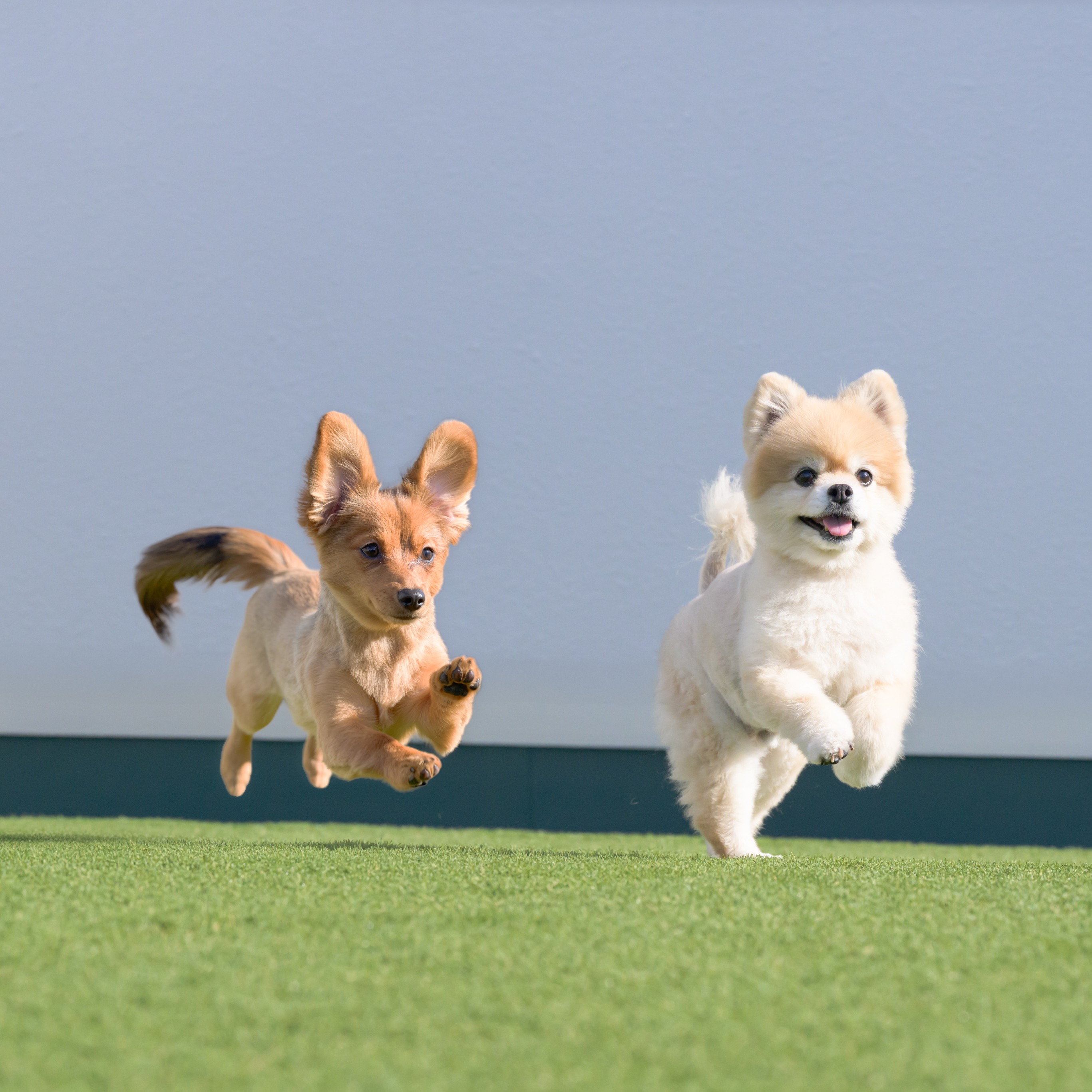 dographyが撮影した愛犬のポートレート