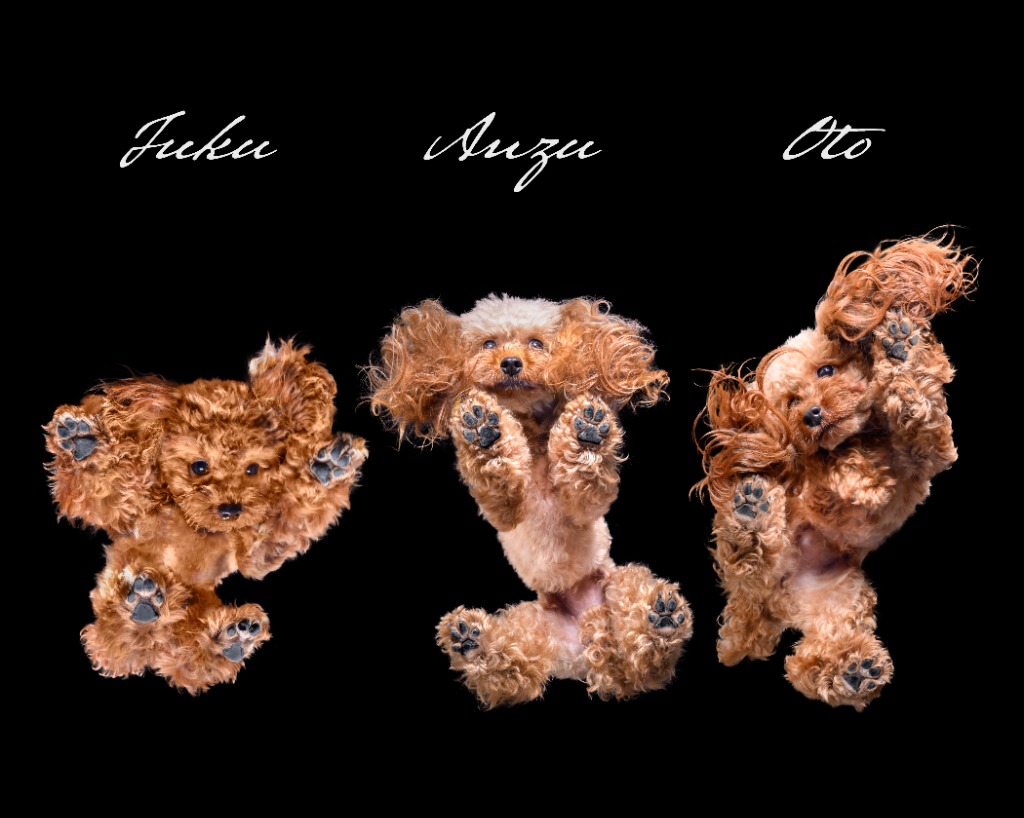 dographyが撮影した愛犬のポートレート