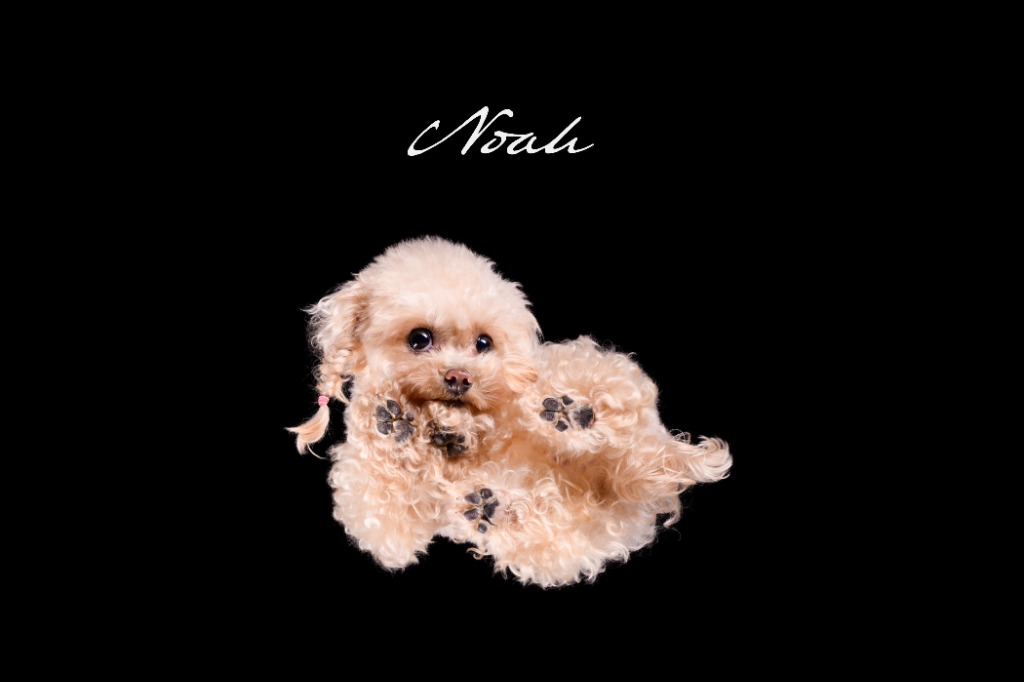 dographyが撮影した愛犬のポートレート